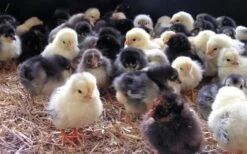 Havens Start-Premium - Kükenkorn 25kg -Haus Tier Verkauf kken