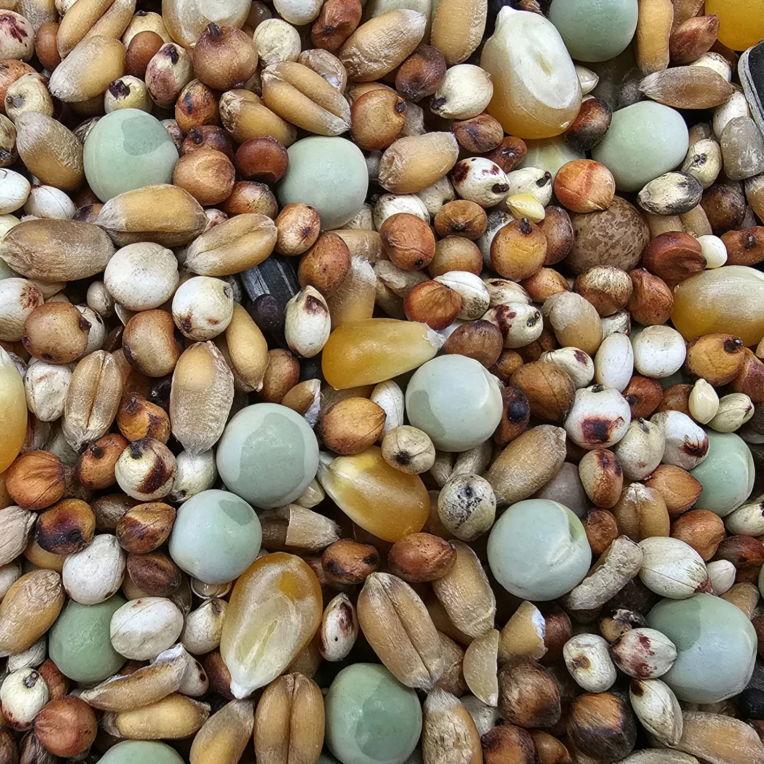 Haus Tier Verkauf -Haus Tier Verkauf paloma 49 web1