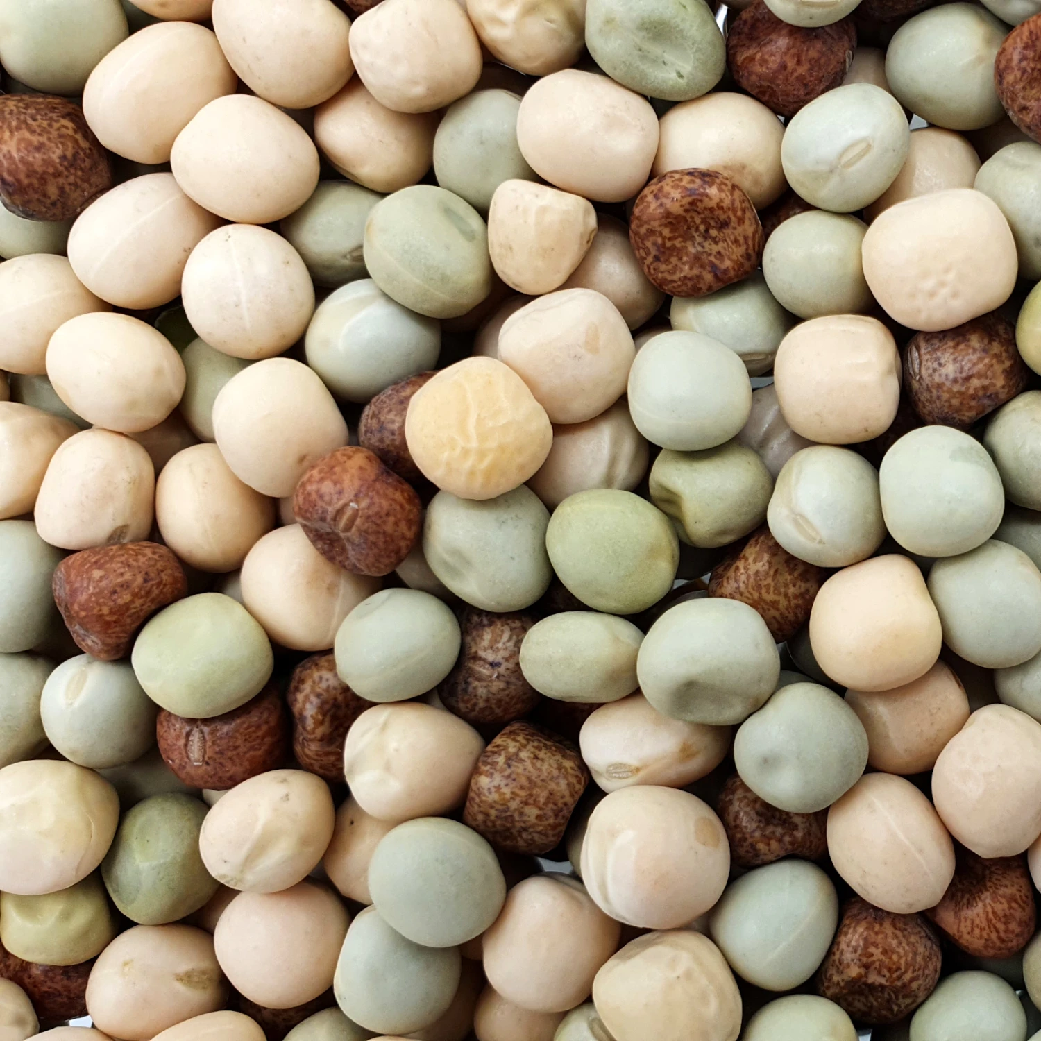 Haus Tier Verkauf -Haus Tier Verkauf spinne erbsengemenge web0