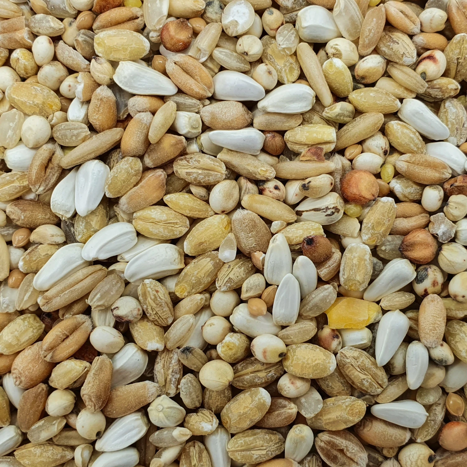 Spinne Leichte Kost 25kg 3 Spinne Leichte Kost 25kg